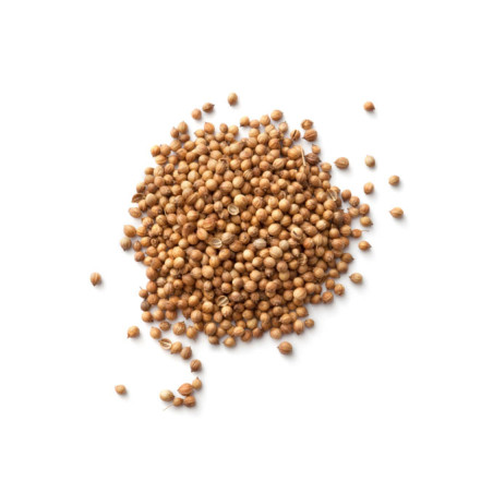 Cilantro (Koriander vňať) Cilantro (Koriander vňať)