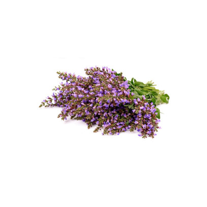 Clary Sage (šalvia muškátová) Clary Sage (šalvia muškátová)