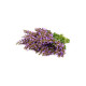 Clary Sage (šalvia muškátová) Clary Sage (šalvia muškátová)