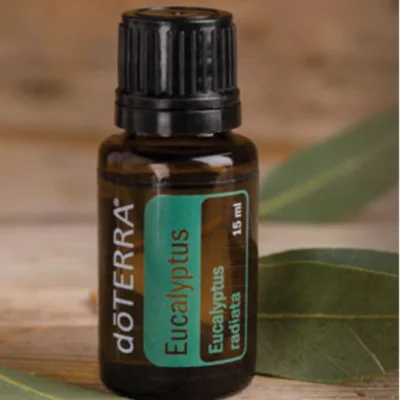 Eucalyptus (eukalyptus) Eucalyptus (eukalyptus)
