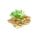 Fennel (fenikel)