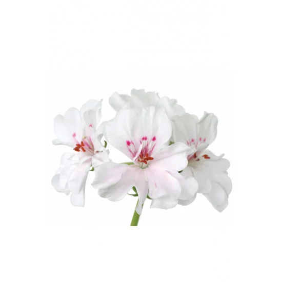 Produkt Geranium od doTERRA, esenciálny olej