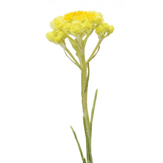Helichyzsum (slamienka) Helichyzsum (slamienka)