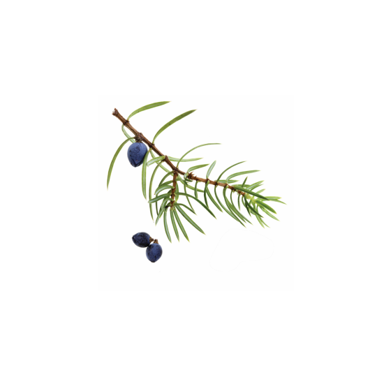 Juniper Berry  (borievka)