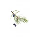 Juniper Berry doTERRA esenciálny olej