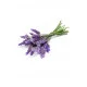 Lavender (Levanduľa)