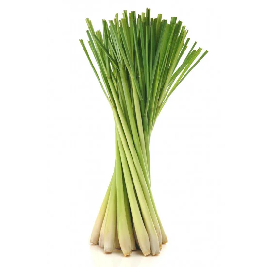 Lemongrass (Citrónová tráva) Lemongrass (Citrónová tráva)