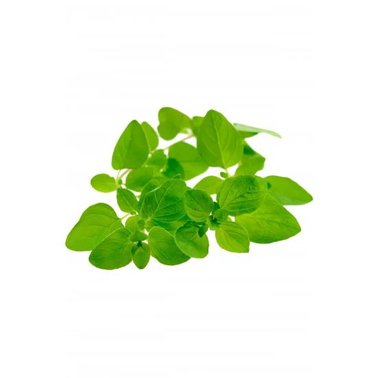 Marjoram (Majorán)