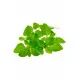 Marjoram (Majorán)