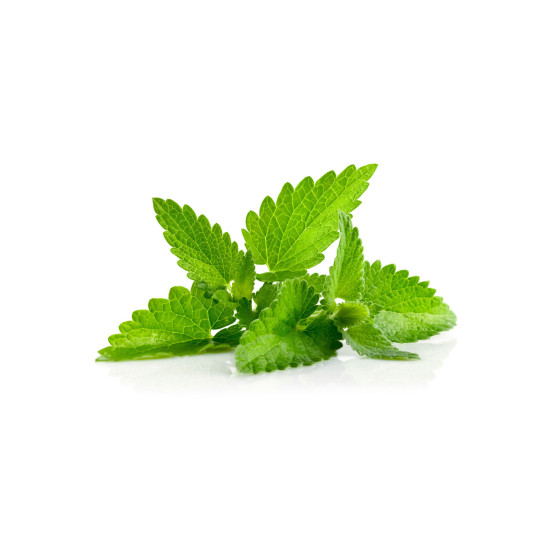 Melissa (Medovka) Melissa (Medovka)