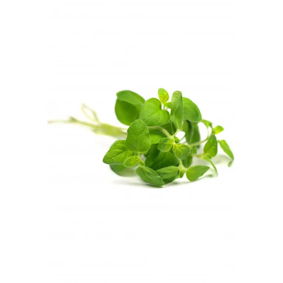 Oregano Oregano