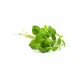 Oregano Oregano