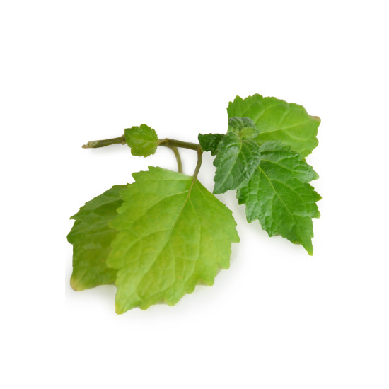 Patchouli (pačuli) Patchouli (pačuli)