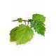 Patchouli (pačuli)