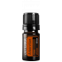 Tuja (Arborvitae)