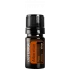 Tuja (Arborvitae)