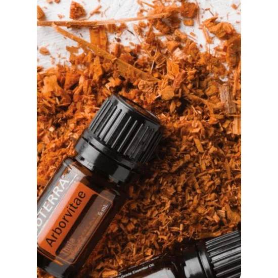 Arborvitae (Tuja) Arborvitae (Tuja)