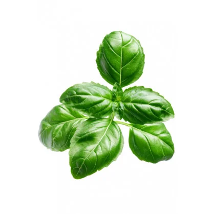 Basil (Bazalka) Basil (Bazalka)