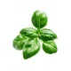 Basil (Bazalka) Basil (Bazalka)