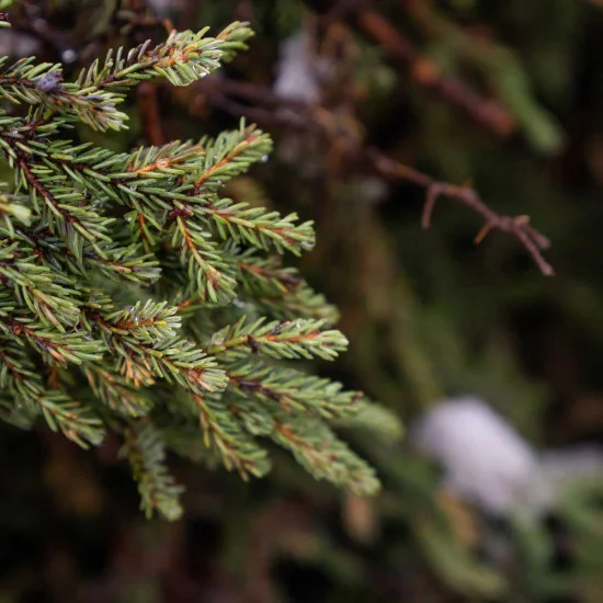 Black Spruce (Čierny smrek) Black Spruce (Čierny smrek)