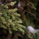 Black Spruce (Čierny smrek) Black Spruce (Čierny smrek)