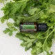 Cilantro (Koriander vňať) Cilantro (Koriander vňať)