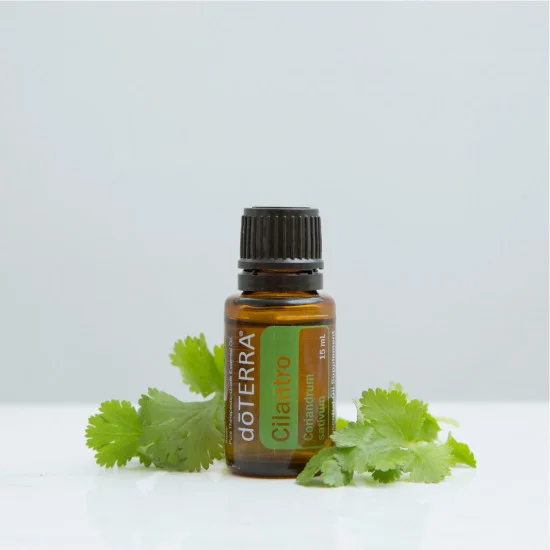 Cilantro (Koriander vňať) Cilantro (Koriander vňať)