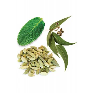doTERRA Air (Breathe) (zmes na dýchanie) doTERRA Air (Breathe) (zmes na dýchanie)