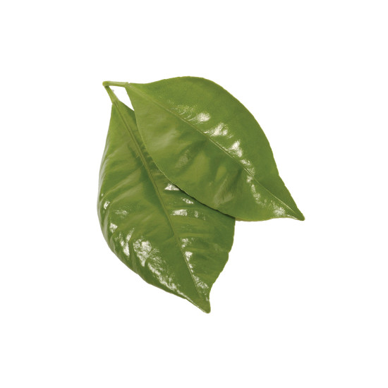 Petitgrain Petitgrain