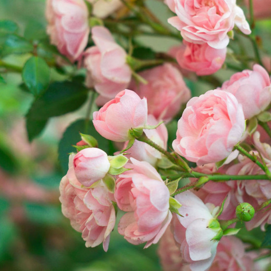 Rose (Ruža) Rose (Ruža)