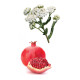 Yarrow|Pom 30ml Yarrow|Pom 30ml
