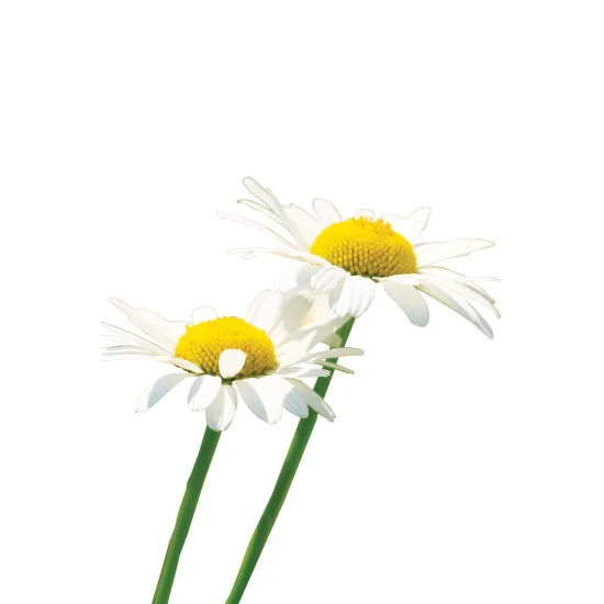 Roman Chamomile (Harmanček) Roman Chamomile (Harmanček)