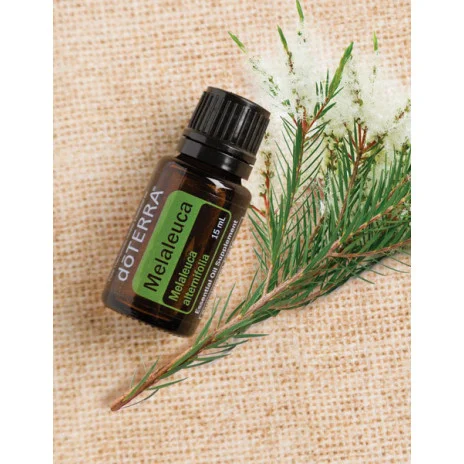 Tea Tree (Melaleuca)