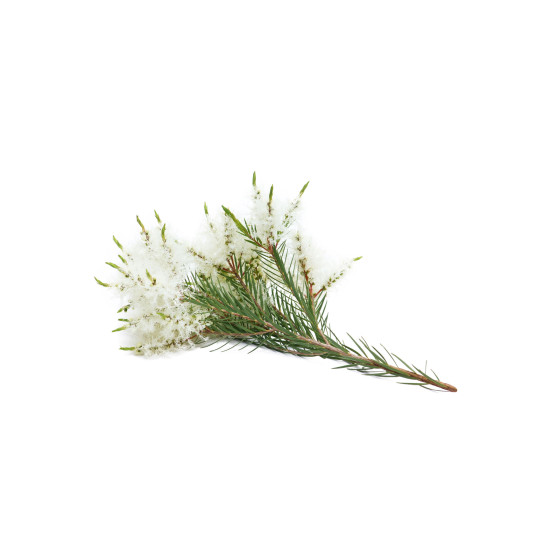 TeaTree (Melaleuca) TeaTree (Melaleuca)