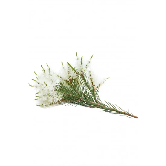 Tea Tree (Melaleuca)