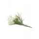 Tea Tree (Melaleuca)