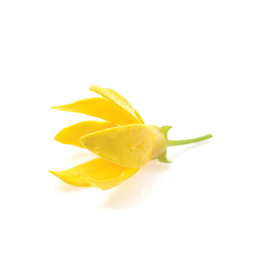 Ylang Ylang Ylang Ylang