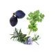 Zendocrine™ (detoxikačná zmes) Zendocrine™ (detoxikačná zmes)